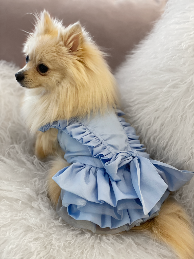 Bunny (a German Spitz pup) wearing Tiffany dress