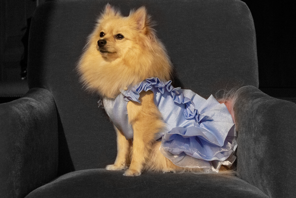 Bunny (a German Spitz pup) wearing Tiffany dress
