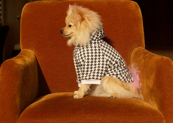 Bunny (a German spitz pup) wearing Vaz Harness vest
