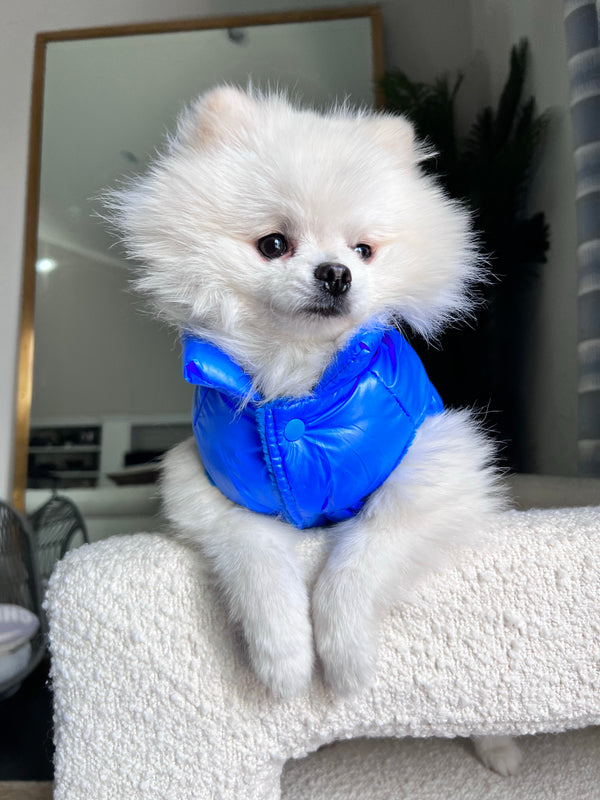 bear wearing the blue aspen puffer vest front view