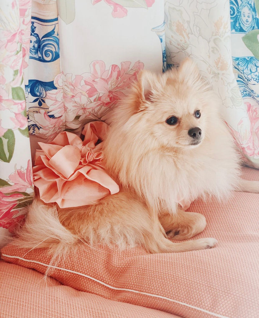 Bunny (a German Spitz pup) wearing Tiffany dress