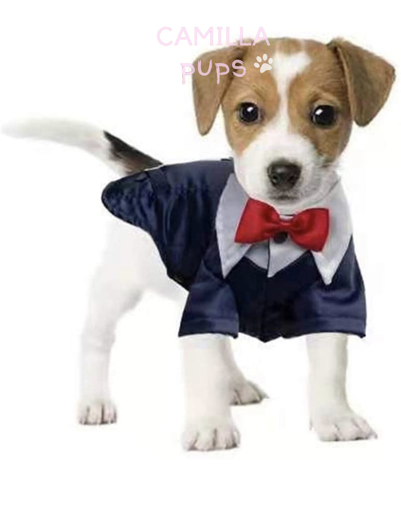Pup wearing Teddy Tuxedo with Harness