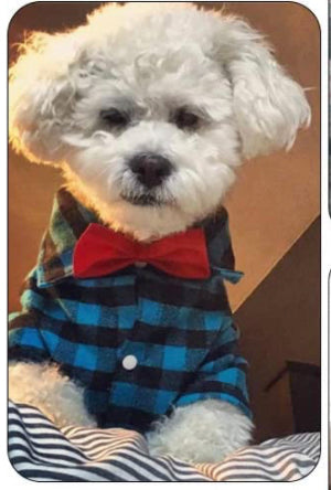 pup wearing Ted Shirt with Bow tie