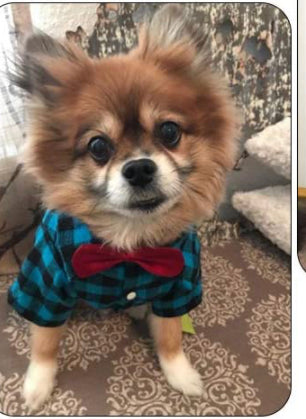 pup wearing Ted Shirt with Bow tie